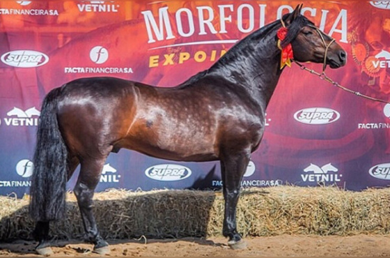 VIRAGRO RIO TORO