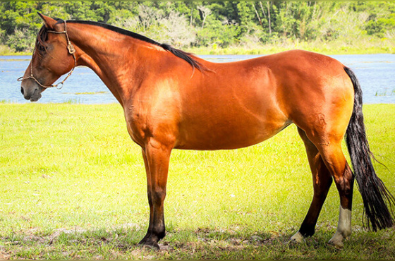 JOCASTA 70 DA TEMPORONA 