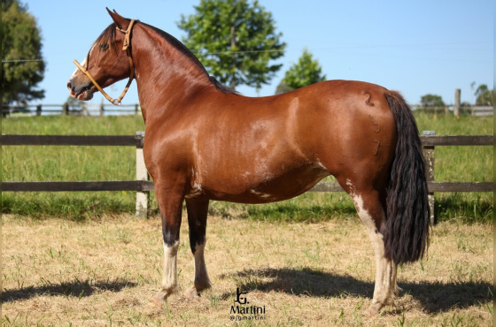 LAS CALLANAS LA BUENA