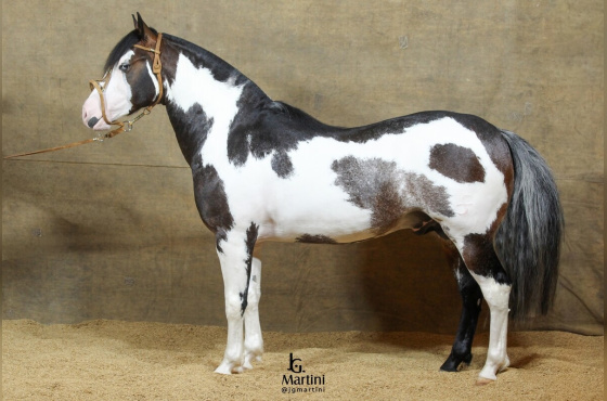 COBERTURA LUSCO FUSCO DA RECORRIDA 