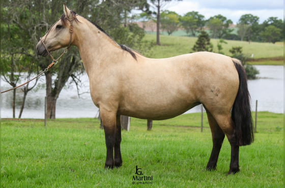 SINAL DA CRUZ MEIA LUA