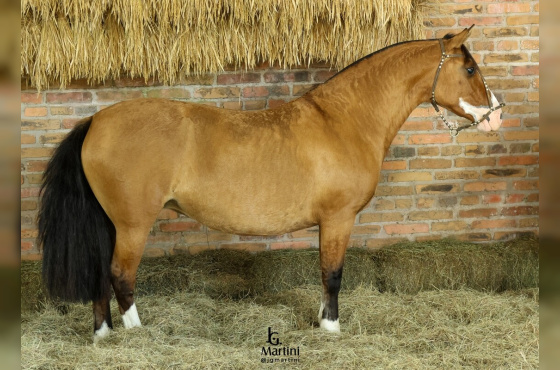 ZAFIRA MAPOCHO