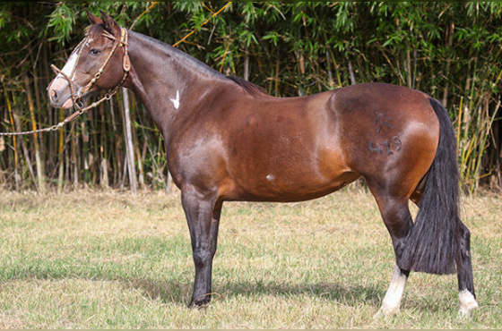 LUZ DEL FUEGO DO MAKO