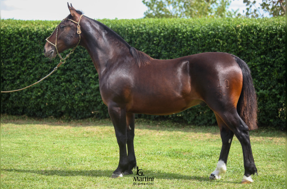 SINAL DA CRUZ ARROIO