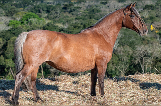 LAMBUJA DOS MINÉRIOS