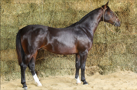 VENTO NORTE DO TABOÃO - TE 