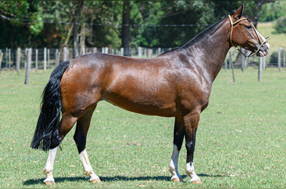 ESCARAPELA DO INFINITO