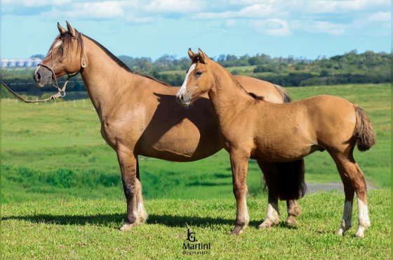 ALGAZARRA DA PALMEIRA ( VENDA DA BARRIGA )