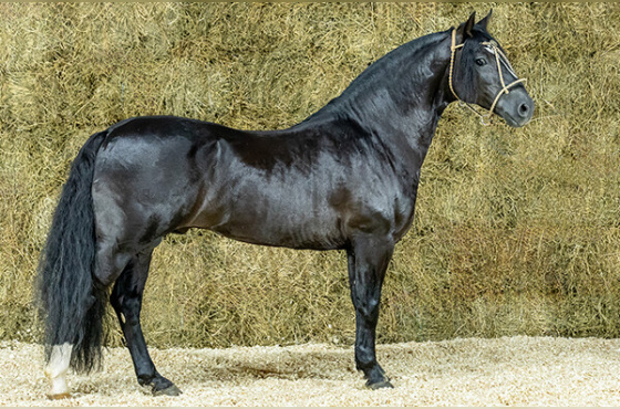 CUTILLERO DE SANTA THEREZA