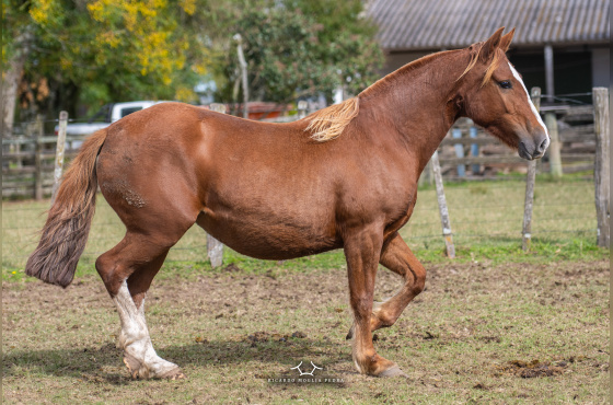 ESPADA DO BUGRE