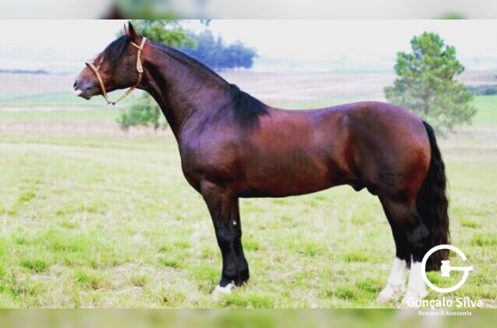 HIJO BUENO DA RECONQUISTA 