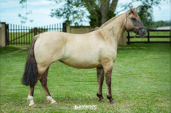 ÓPERA DE SANTO ANICETO