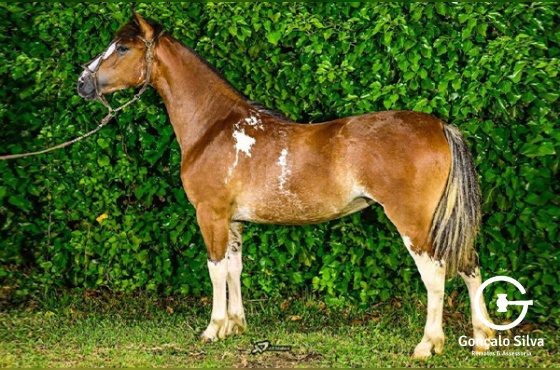 VENDA VERTICAL ORIGEM DO CAMBOIM - TE OU ÚNICA AP DO CAMBOIM