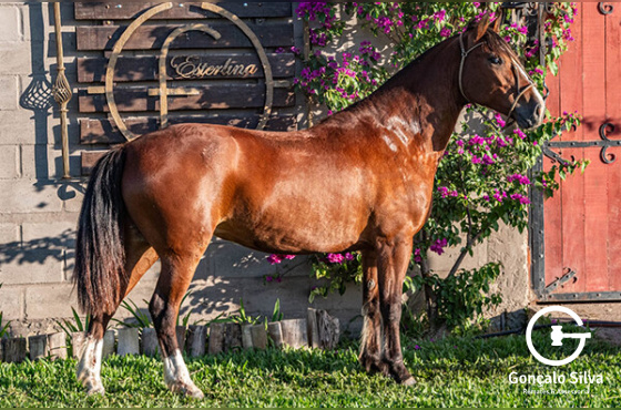 IMAGEM CHARRUA DO MAKO