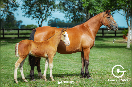 DIAMANTINA DE SANTO ANICETO