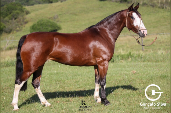 QUE PRESENÇA DA BARAÚNA