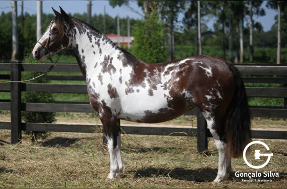 SOMBRA E LUZ DA RECONQUISTA 