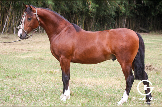 SAL GROSSO II DO MAKO