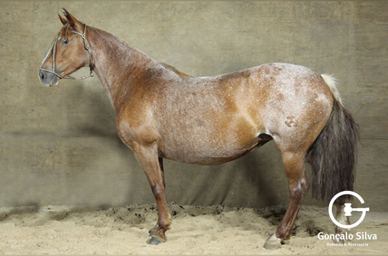 BARONESA II TUPAMBAE