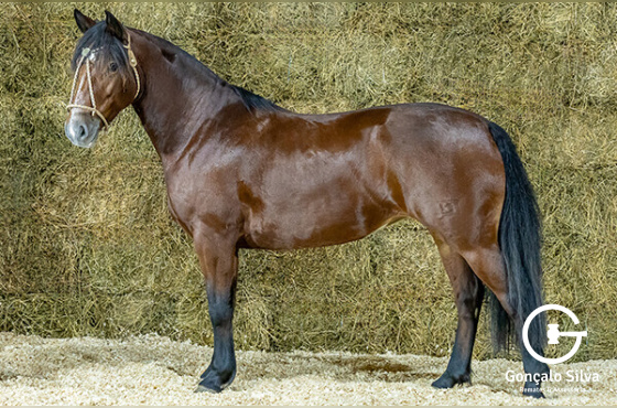 AVE MARIA DA RECONQUISTA