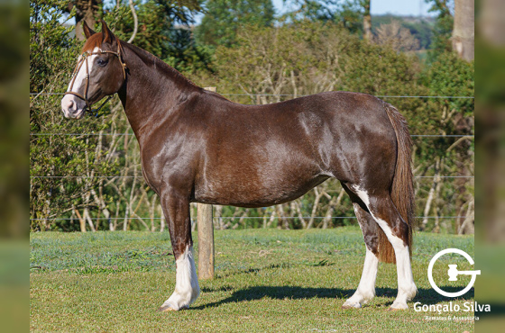 FUZARCA II DE SANTA ANGÉLICA