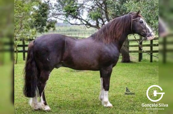 COBERTURA GANADERO DA HARMONIA