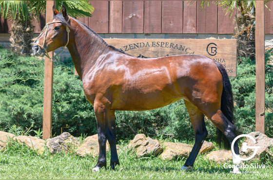 HABENA DE LAS BUENAS