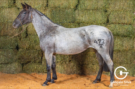 ÍNDIA MOURA 472 DA MACENA