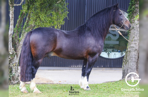 EXCELENTISSIMO DO CAÇADOR 