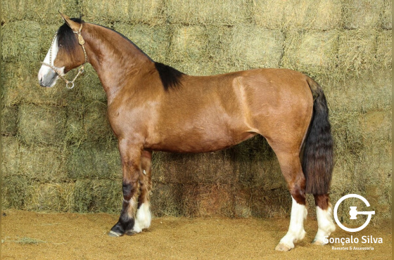 RE UMA GAROA - VENDA DE 50%