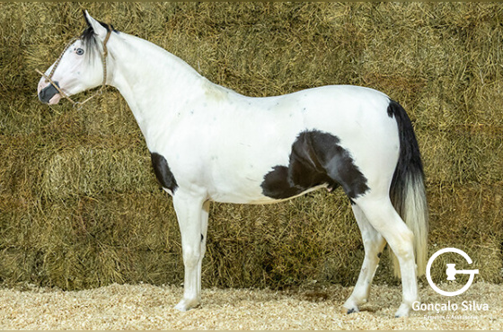 CORONEL DA BOTUVERÁ SR