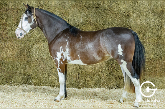 QUE LINDA II 724 DO ARREGUI