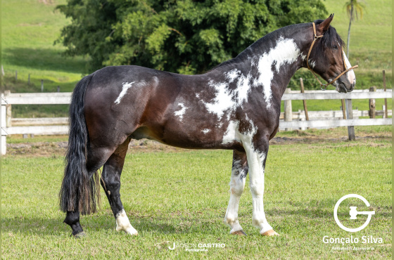 GENERAL 127 DA GAMAÍSA ( COBERTURA )