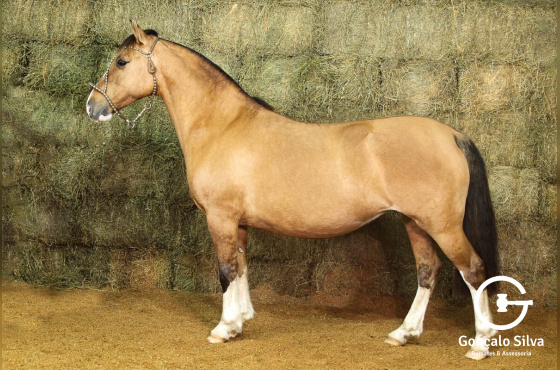 BARONESA DO ENCONTRO