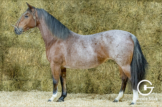 FRONTEIRA DE SANTA ANGÉLICA