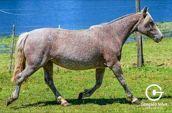 RZ ÁGUA NA BOCA DA CARAPUÇA