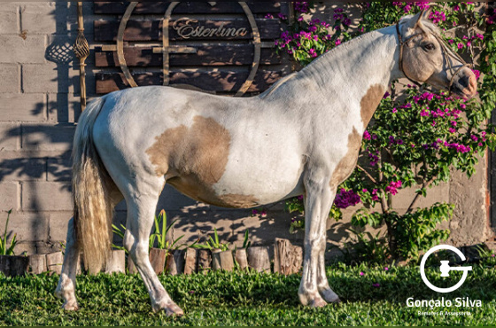 EL ENTREVERO PASSION 292