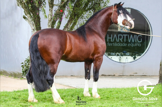 MARCONI XEQUE MATE - TE 