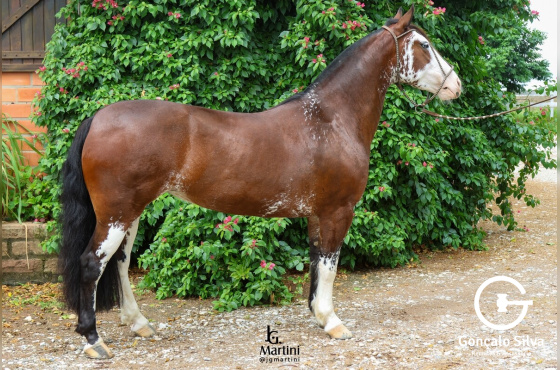 NIAZZI SOLANA - Venda Vertical (Barriga)