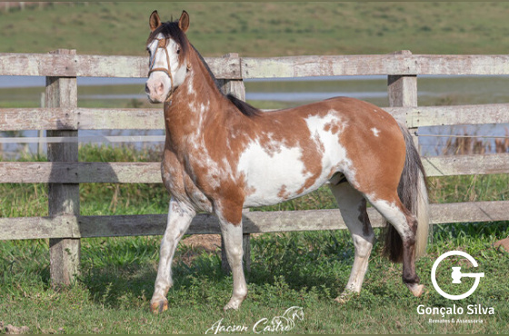 DIREITO DE USO 5 COBERTURAS OVEIRO CHARRUA