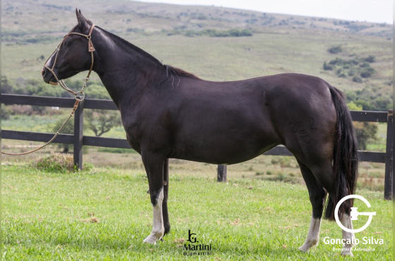 NIAZZI QUADRA DE CAMPO