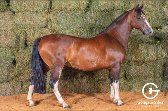 EXCELENTISSÍMA DA MACENA