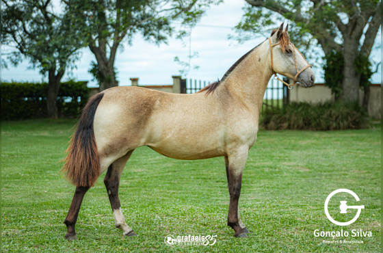 TABLADA DE SANTO ANICETO