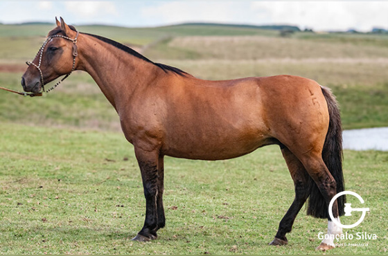SOL DE MAIO UMA HISTÓRIA