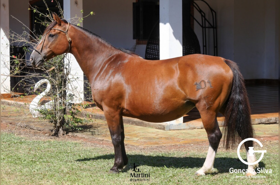 HARPIA DA INVERNADA DE SÃO PEDRO 