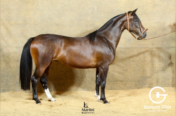 NOCHE BUENA DA RECORRIDA 