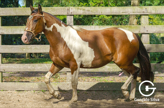 AMALFI DA FAZENDINHA DA LI