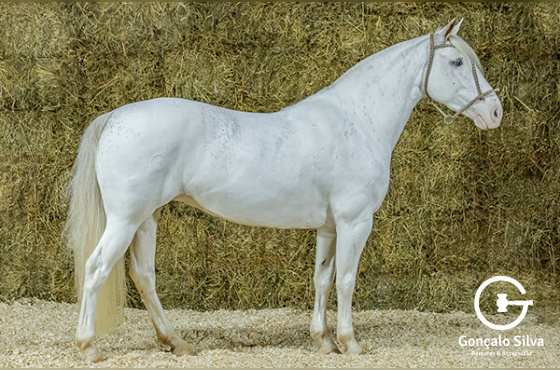 LA LUNA DA NOVA ESTRELA