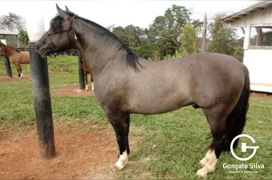 BASCO ARGENTO 