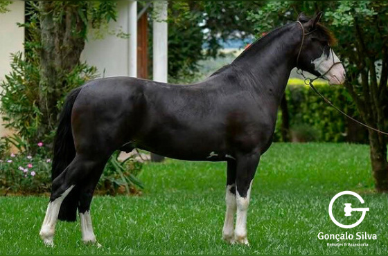 PAMPEIRO DE SANTO ANICETO